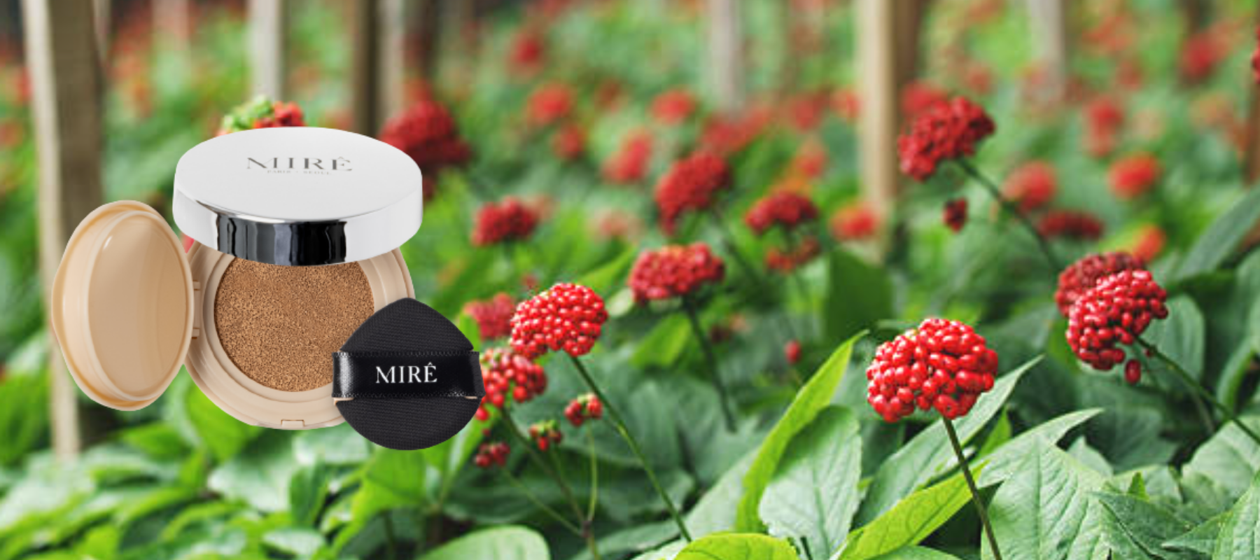 Focus ingrédient : La fleur de Ginseng pour un teint lumineux et hydraté