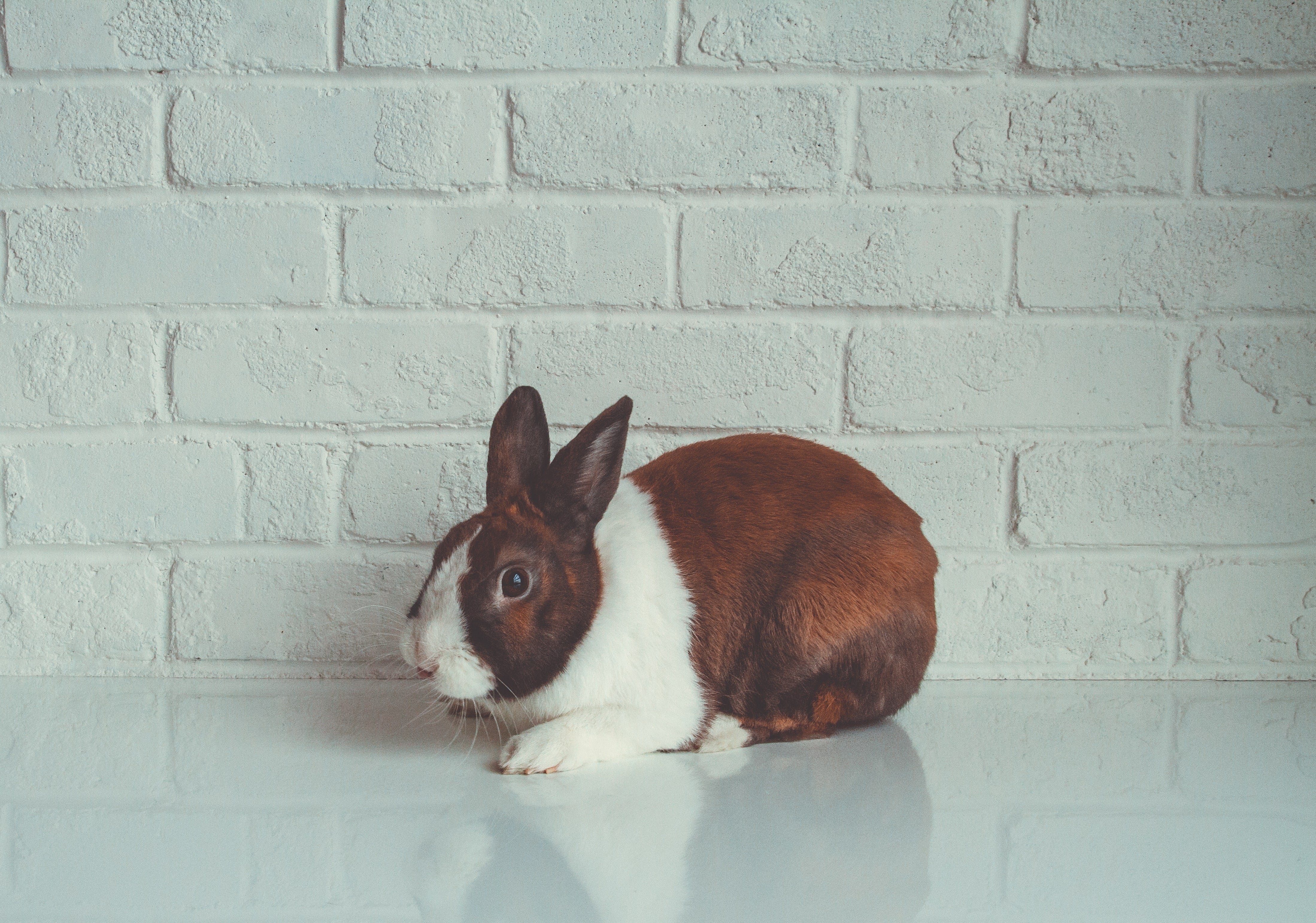 Aucun des produits Mi-rê n'est testé sur le animaux